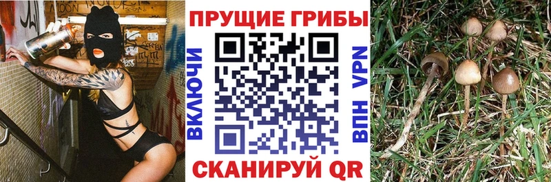 Галлюциногенные грибы мухоморы  Питкяранта 